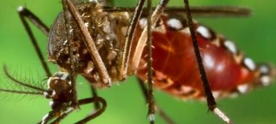 Aedes aegypti er ansvarlig for spredninga av både denguefeber og gulfeber. Wikimedia Commons