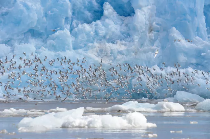 Framfor isbrear finn mellom anna sjøfuglar, sel og kval næringsrik mat i havet.