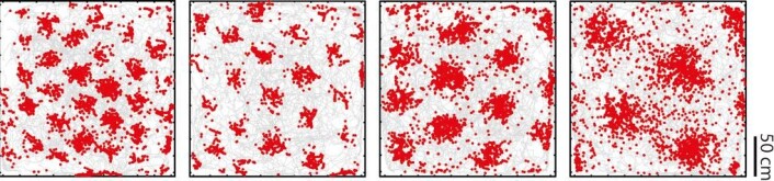 Entorhinal cortex er en del av hjernebarken hvor stedssans utrykkes ved hjelp av hjerneceller som har GPS-liknende egenskaper. Hver celle beskriver miljøet som et heksagonalt rutenett, noe som gav dem navnet gitterceller. Bildene viser en rottes bevegelser (grå linjer) i en 2,2 x 2,2 m boks sett ovenfra. Hvert av de fire panelene viser aktivitetsmønsteret til én grid celle (røde dotter) med én bestemt kartoppløsning, gitt rottens bevegelser. (Foto: (Illustrasjon: Kavliinstituttet)) Entorhinal cortex er en del av hjernebarken hvor stedssans utrykkes ved hjelp av hjerneceller som har GPS-liknende egenskaper. Hver celle beskriver miljøet som et heksagonalt rutenett, noe som gav dem navnet gitterceller. Bildene viser en rottes bevegelser (grå linjer) i en 2,2 x 2,2 m boks sett ovenfra. Hvert av de fire panelene viser aktivitetsmønsteret til én grid celle (røde dotter) med én bestemt kartoppløsning, gitt rottens bevegelser. (Foto: (Illustrasjon: Kavliinstituttet))