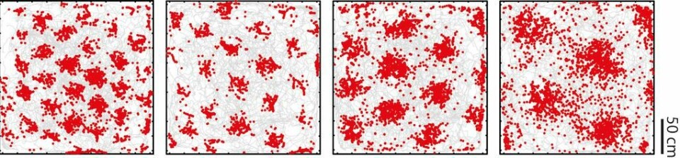 Entorhinal cortex er en del av hjernebarken hvor stedssans utrykkes ved hjelp av hjerneceller som har GPS-liknende egenskaper. Hver celle beskriver miljøet som et heksagonalt rutenett, noe som gav dem navnet gitterceller. Bildene viser en rottes bevegelser (grå linjer) i en 2,2 x 2,2 m boks sett ovenfra. Hvert av de fire panelene viser aktivitetsmønsteret til én grid celle (røde dotter) med én bestemt kartoppløsning, gitt rottens bevegelser. (Foto: (Illustrasjon: Kavliinstituttet))