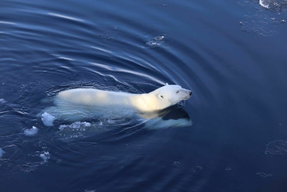 The polar bear is a marine mammal that lives much of its life within the marginal ice zone.