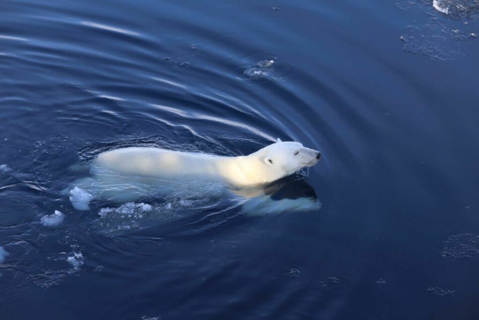 Isbjørnen er et marint pattedyr og lever store deler av livet sitt rundt iskanten.