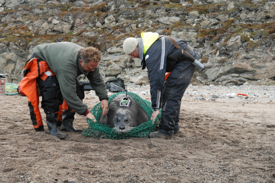 A bearded seal is released. It has been tagged with a satellite transmitter that will provide vast amounts of data about the animals movement patterns and various samples have been taken that provide researchers with information about the animals health..