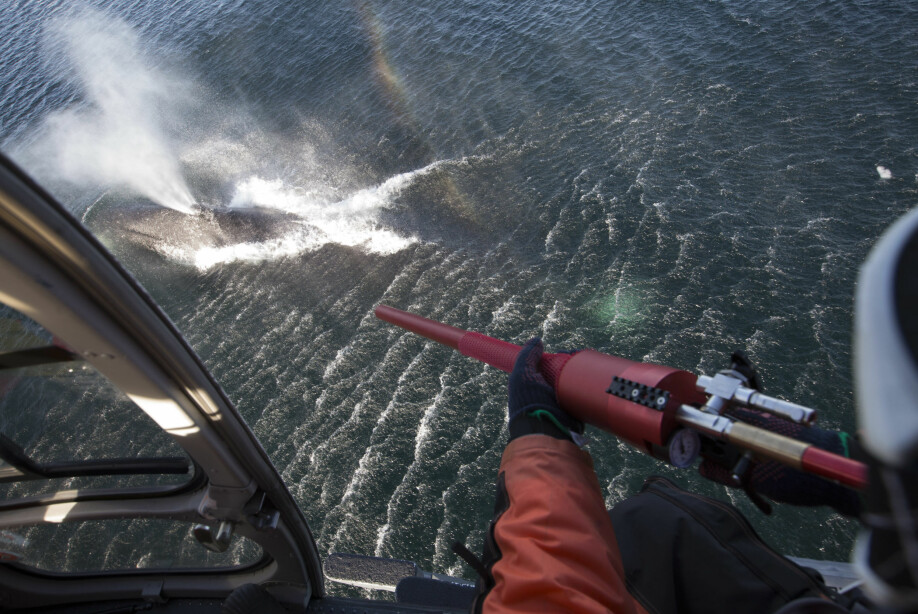 Slik kan forskerne spore hval. Fra et helikopter skytes ei pil som fester seg i spekket på en grønlandshval. I pila er det festet en radiosender som sender informasjon om hvor hvalen befinner seg. Signalene fanges opp av satellitter.