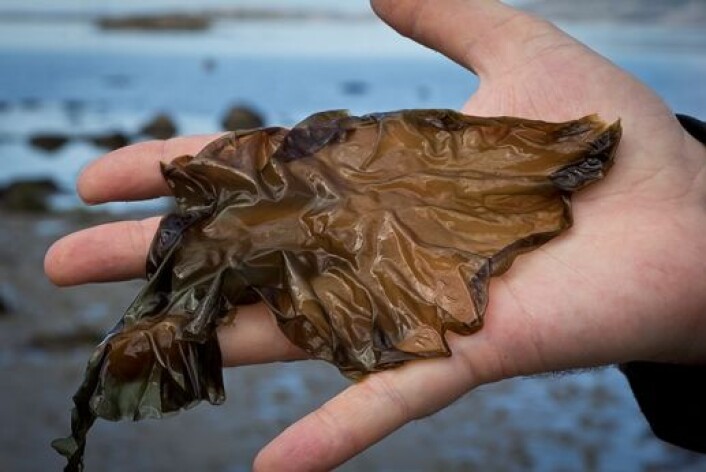 Porphyra, eller fjærehinne, dyrkes i stor skala i Øst-Asia og er populær i sushi. (Foto: Pierrick Stevant) Porphyra, eller fjærehinne, dyrkes i stor skala i Øst-Asia og er populær i sushi. (Foto: Pierrick Stevant)
