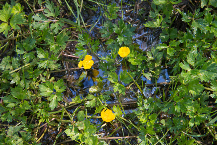 (Foto: E. Fløistad, Bioforsk) (Foto: E. Fløistad, Bioforsk)