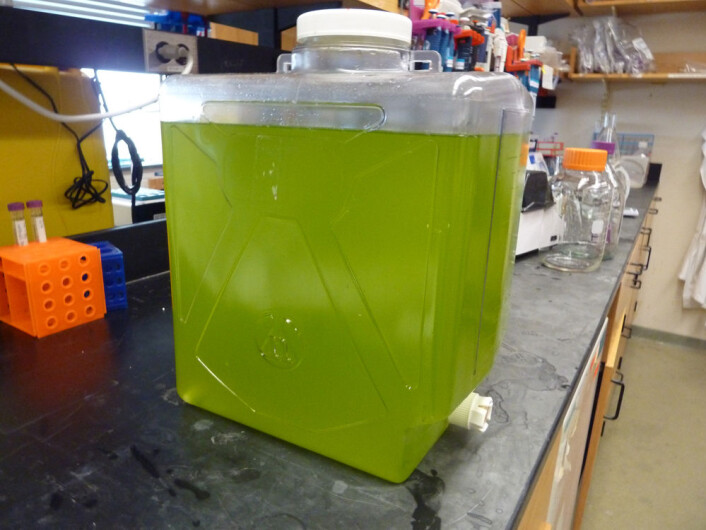 En 20-liters tank med sjøvann og cyanobakterien Prochlorococcus i laboratoriet. Det er bakteriene som farger vannet grønt. De inneholder fargestoffet klorofyll, som kan fange opp energien i sollys. (Foto: Steven Biller) En 20-liters tank med sjøvann og cyanobakterien Prochlorococcus i laboratoriet. Det er bakteriene som farger vannet grønt. De inneholder fargestoffet klorofyll, som kan fange opp energien i sollys. (Foto: Steven Biller)