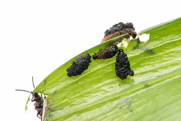 Det er larvene hos liljebille som er mest sultne. Liljebillelarvene kamuferer seg ved å legge egen avføring i en haug på ryggen. (Foto: Erling Fløistad)