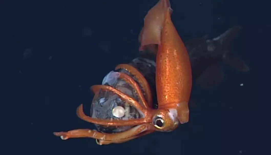 Se dødskampen mellom blekksprut og fisk