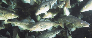 – Kunnskapen vi bidrar med kan gjøre det lettere å finne fram til fungerende produksjonsregimer for oppdrettstorsk, sier Finn-Arne Weltzien. (Foto: Seafood.no) – Kunnskapen vi bidrar med kan gjøre det lettere å finne fram til fungerende produksjonsregimer for oppdrettstorsk, sier Finn-Arne Weltzien. (Foto: Seafood.no)