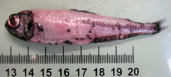 Small glacier lantern fish. Small glacier lantern fish.