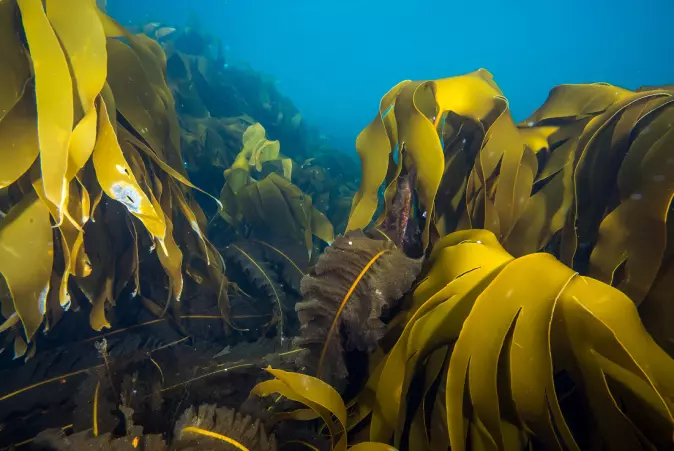 Seaweed must be processed before it can be used in salmon feed.