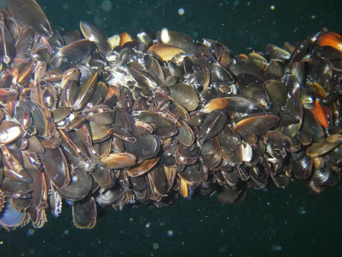Mussels can be grown without active feeding.