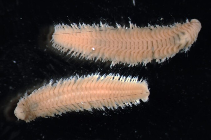 Bristle worms up close. Bristle worms up close.