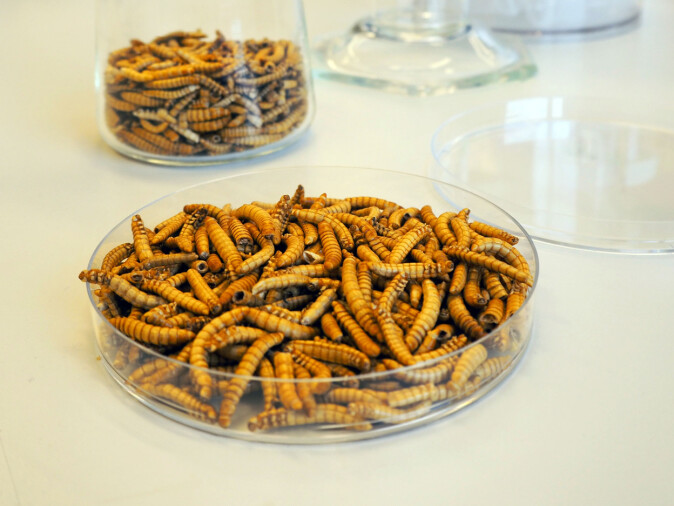 Insects being tested in the lab. Insects being tested in the lab.
