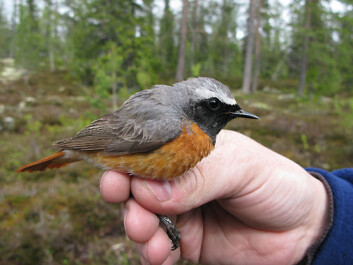 Raudstjert. (Foto: Silje Hogner, NHM/UiO) Raudstjert. (Foto: Silje Hogner, NHM/UiO)