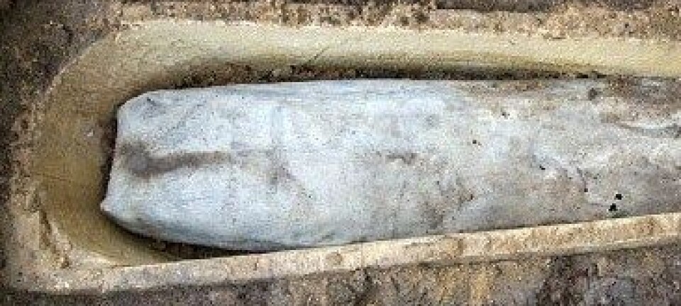 Lederen for arkeologigruppa hadde aldri før sett ei blykiste i ei steinkiste. University of Leicester