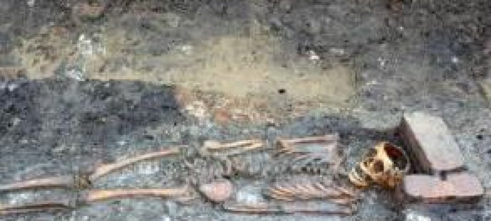 Jorden omkring skjelettet fra et barn som ble begravet ved Ribe Domkirke for 800 år siden, inneholder opplysninger om den siste dagen barnet var i live. Sydvestjyske Museer, Ribe