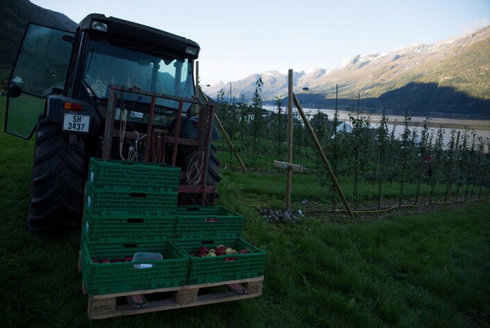 Eplehausting på Lofthus i Ullensvang. (Foto: Anette Tjomsland) Eplehausting på Lofthus i Ullensvang. (Foto: Anette Tjomsland)
