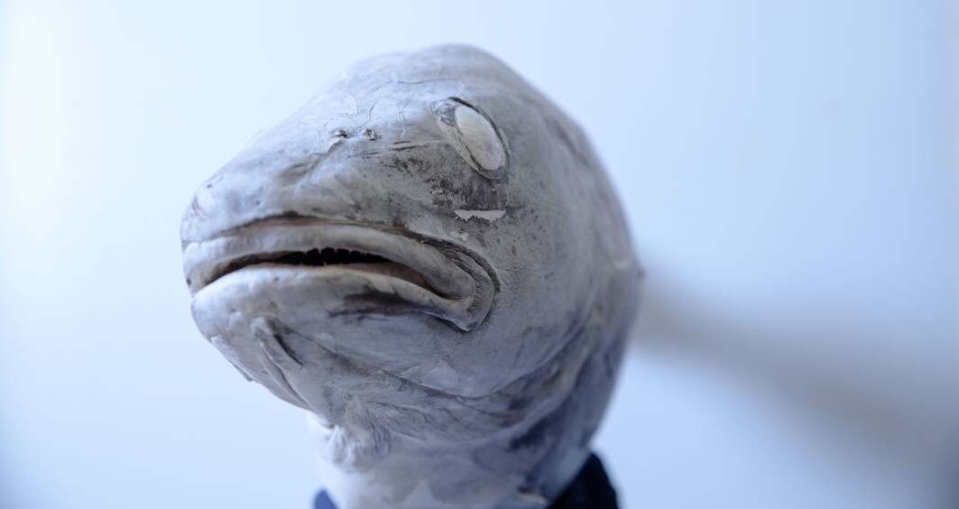 You have never seen a colder fish! Storing fish under “normal” conditions is not cold enough. Lower storage temperatures could make a big improvement, says Svein Kristian Stormo. You have never seen a colder fish! Storing fish under “normal” conditions is not cold enough. Lower storage temperatures could make a big improvement, says Svein Kristian Stormo.
