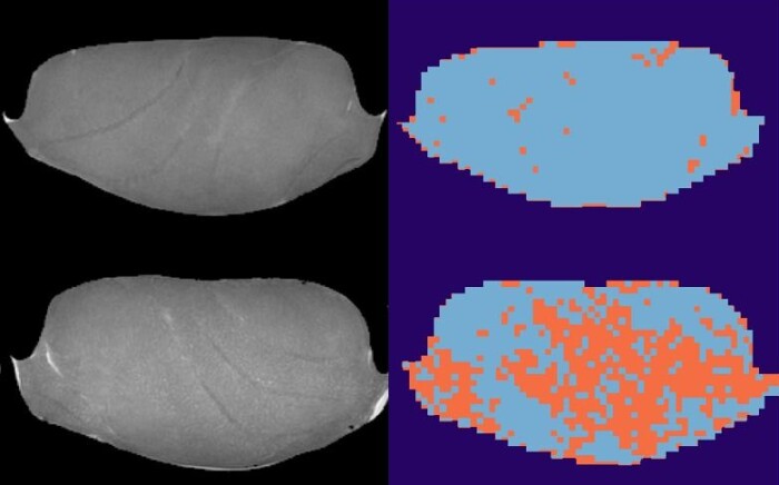 MRI images of fish samples frozen at minus 40 °C (top) and minus 20 °C (bottom). Analyzes of the images mark damaged tissue in orange. MRI images of fish samples frozen at minus 40 °C (top) and minus 20 °C (bottom). Analyzes of the images mark damaged tissue in orange.
