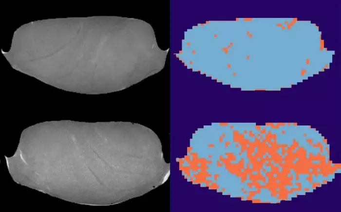 MRI images of fish samples frozen at minus 40 °C (top) and minus 20 °C (bottom). Analyzes of the images mark damaged tissue in orange.