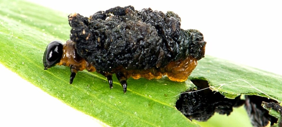 Det er larvene hos liljebille som er mest sultne. Liljebillelarvene kamuferer seg ved å legge egen avføring i en haug på ryggen. Foto: Erli)ng Fløistad