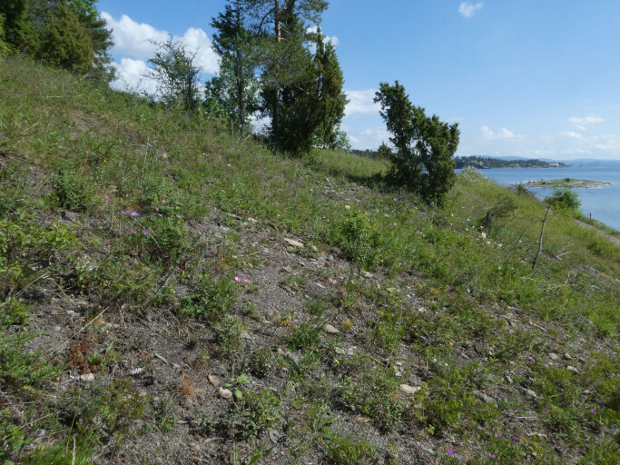 Åpen grunnlendt kalkmark omfatter åpne områder på kalkrik berggrunn, som for eksempel her på Ostøya i indre Oslofjord. Vegetasjonen ser kanskje skrinn og stusselig ut, men dette er levested for mange sjeldne og truede arter, som dragehode (i forgrunnen) og knollmjødurt (i bakgrunnen). Åpen grunnlendt kalkmark omfatter åpne områder på kalkrik berggrunn, som for eksempel her på Ostøya i indre Oslofjord. Vegetasjonen ser kanskje skrinn og stusselig ut, men dette er levested for mange sjeldne og truede arter, som dragehode (i forgrunnen) og knollmjødurt (i bakgrunnen).