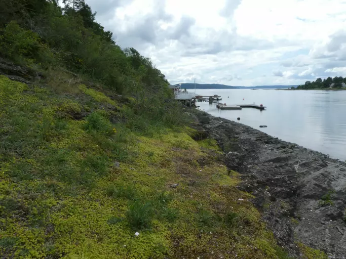 Åpen grunnlendt kalkmark trues blant annet av fremmede arter, som her på Ulvøya hvor et sammenhengende teppe av gravbergknapp (med lysegrønne blader) har tatt fullstendig overhånd.
