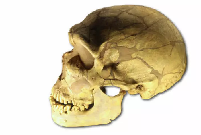 Ferrassie-skallen - fra en neandertaler. Den befinner seg i Musée de l'Homme i Paris og ble oppdaget i 1909 i La Ferrassie i Frankrike. (Foto: Wikimedia Commons)