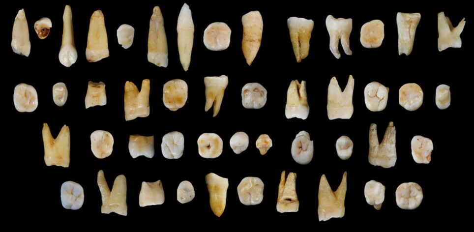 Dette er noen av tennene som ble funnet i Fuyan-hulen i Kina