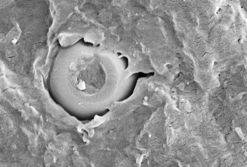 Bildet viser en kapsel der smurningen lekker ut. (Foto: NTNU) Bildet viser en kapsel der smurningen lekker ut. (Foto: NTNU)