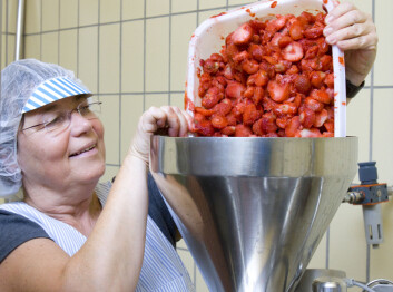 Berit Karoline Martinsen har produsert syltetøy av mange ulike sorter jordbær og bringebær. (Foto: Kjell Merok/Nofima) Berit Karoline Martinsen har produsert syltetøy av mange ulike sorter jordbær og bringebær. (Foto: Kjell Merok/Nofima)