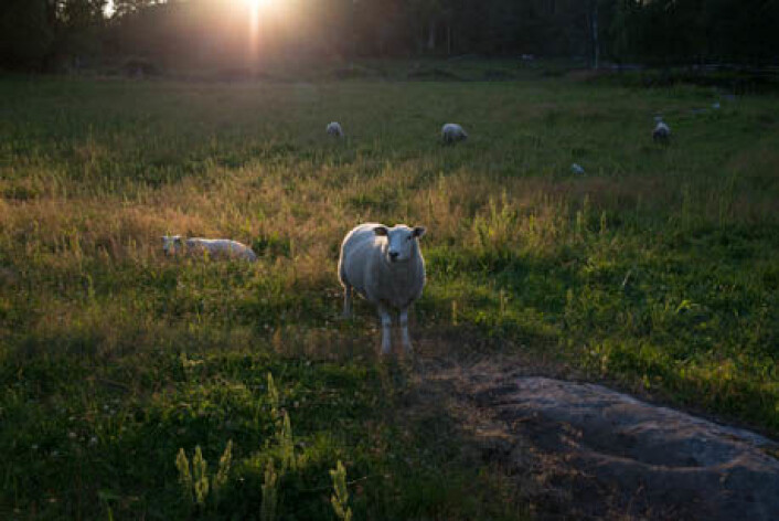 Tidlig beiteslipp av lam anbefales. Lam som blir smittet tidlig har stort sett overlevd. (Foto: Anette Tjomsland) Tidlig beiteslipp av lam anbefales. Lam som blir smittet tidlig har stort sett overlevd. (Foto: Anette Tjomsland)