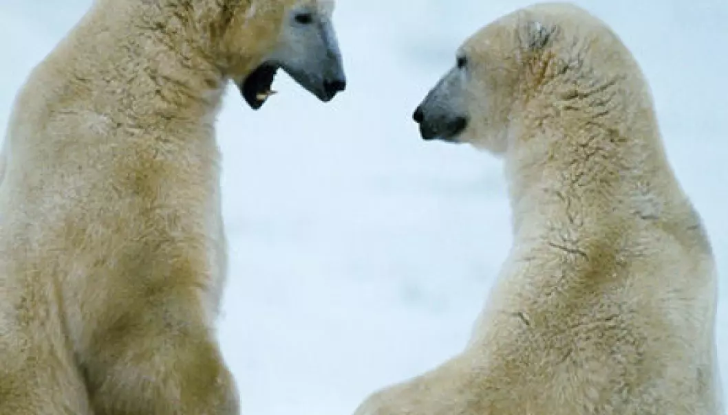 Nye matvaner øker giftnivået hos isbjørnene