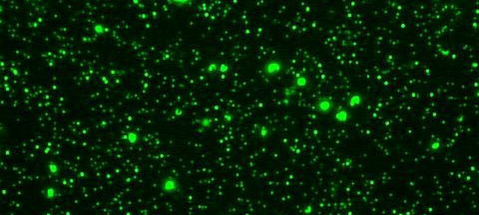 De små prikkene er marine virus, de store er bakterier. Rachel Parsons
