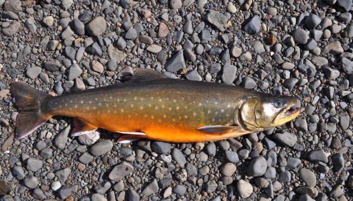En spesiell forekomst av røye (Salvelinus alpinus) finnes i Nordlaguna, på nordsiden av Jan Mayen. Denne røya er helt isolert fra havet, og det finnes ingen bekker den kan vandre i. En spesiell forekomst av røye (Salvelinus alpinus) finnes i Nordlaguna, på nordsiden av Jan Mayen. Denne røya er helt isolert fra havet, og det finnes ingen bekker den kan vandre i.
