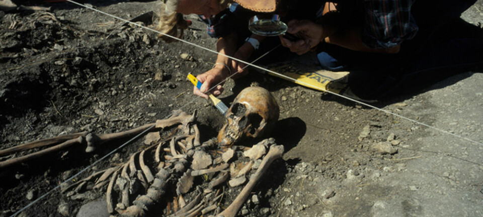 Ove og Evy Persson børster fram det 4 700 år gamle skjelettet av ei kvinne i 20-åra, under utgravinga av ei steinaldergrav ved Ajvide, Gotland, Sverige i 1983. Hun er en av de tre jeger-samlerne som nå er DNA-analysert. (Foto: Göran Burenhult) Göran Burenhult