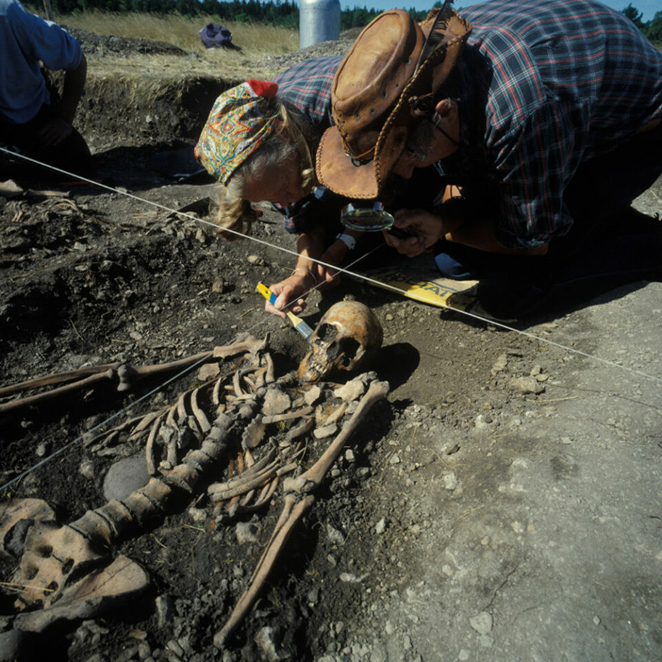 Ove og Evy Persson børster fram det 4 700 år gamle skjelettet av ei kvinne i 20-åra, under utgravinga av ei steinaldergrav ved Ajvide, Gotland, Sverige i 1983. Hun er en av de tre jeger-samlerne som nå er DNA-analysert. (Foto: Göran Burenhult) (Foto: Göran Burenhult)
