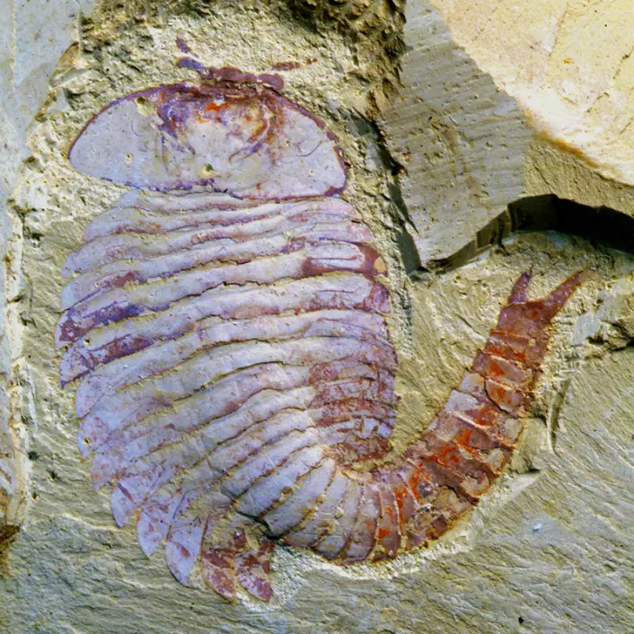 Fossilet av Fuxianhuia finnes ved Yunnan University i Kina. (Foto: Xiaoya Ma)