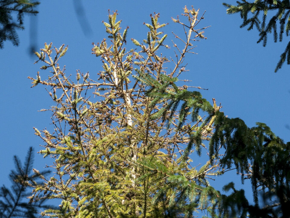Typisk bilde av gran med tørr topp innimellom grønne friske trær. (Foto: Isabella Børja / Skog og landskap)