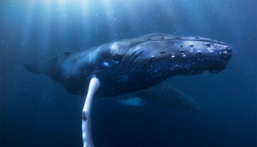 Humpback whale. Humpback whale.