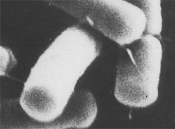 "Bacillus cereus" "Bacillus cereus"