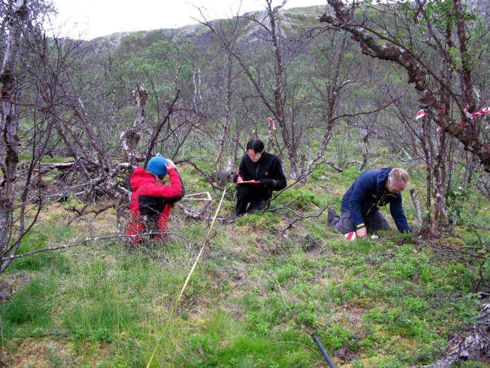 Ole Petter Vindstad (i midten), postdoc Martin Biuw og mastergradsstudent Sabrina Schultze forsker på hva som skjer når lauvmakken har spist skogen svart. (Foto: Framsenteret) Ole Petter Vindstad (i midten), postdoc Martin Biuw og mastergradsstudent Sabrina Schultze forsker på hva som skjer når lauvmakken har spist skogen svart. (Foto: Framsenteret)