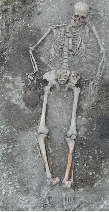 Hele det 4 700 år gamle skjelettet av ei jeger-samler-kvinne i 20-åra fra funnet på Gotland, Sverige. (Foto: Göran Burenhult) Hele det 4 700 år gamle skjelettet av ei jeger-samler-kvinne i 20-åra fra funnet på Gotland, Sverige. (Foto: Göran Burenhult)