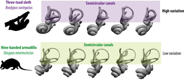 Illustrasjonen viser det indre øret hos en art trefingret dovendyr (øverst) og en art beltedyr (nederst). Det er mye større variasjon i den delen av øret som kalles rundbuene (semicircular canals) blant ulike individer av dovendyr enn hos andre dyr som er undersøkt. Dette tolkes som et resultat av at dette balanseorganet er lite brukt og dermed ikke er under evolusjonsmessig press. (Foto: (Illustrasjon: Guillaume Billet)) Illustrasjonen viser det indre øret hos en art trefingret dovendyr (øverst) og en art beltedyr (nederst). Det er mye større variasjon i den delen av øret som kalles rundbuene (semicircular canals) blant ulike individer av dovendyr enn hos andre dyr som er undersøkt. Dette tolkes som et resultat av at dette balanseorganet er lite brukt og dermed ikke er under evolusjonsmessig press. (Foto: (Illustrasjon: Guillaume Billet))