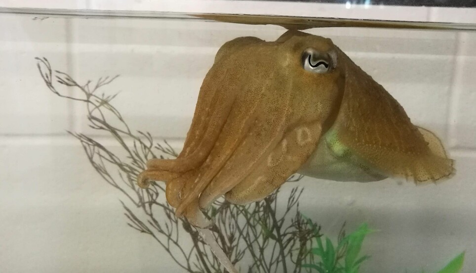 Sepia-blekkspruten klarer en test som bare noen få dyr kan greie.