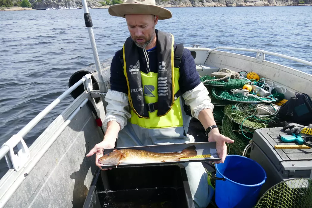 Even Moland er forsker ved Havforskingsinstituttet og vet mer enn de fleste om kysttorsken i Ytre Oslofjord.