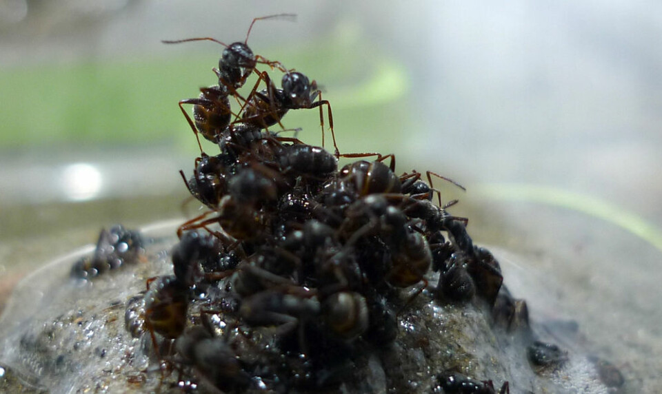 Disse maurene er i ferd med å bygge en flåte. (Foto: Jessica Purcell)