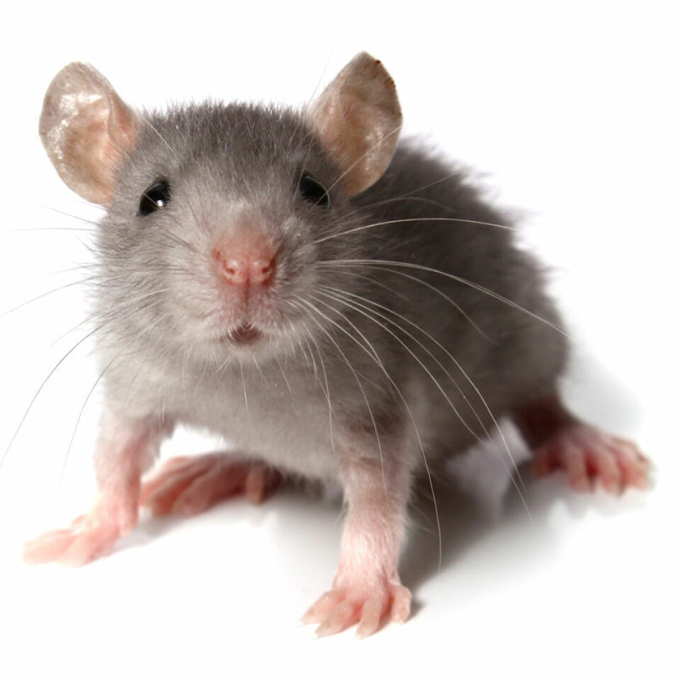 Studien er gjort på mus, og kan ikke direkte overføres til mennesker. (Foto: Colourbox)